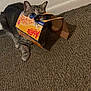 animal, box, carpet, cat, confused, curious, ears, feline, floor, gray_cat, household, indoor, macaroni_and_cheese_box, mischief, paws, pet, playful, velveeta, wall, whiskers