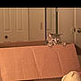animal, brown, cardboard_box, cat, curious, door, door_handle, feline, home, indoor, kitten, light_switch, mirror, peek, pet, playful, plush, toy, wall, young_animal