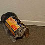 Mia is registered to the contest to win money with this photo: animal, box, carpet, cat, cheese_box, curious, cute, domestic, exploring, funny, fur, head, indoor, paws, pet, playful, stuck, velveeta, wall, whiskers