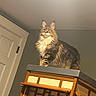 Sebastian is registered to the contest to win money with this photo: cat, fluffy, indoor, wooden_cabinet, furniture, pet, animal, portrait, standing, long_hair, brown, tabby, ears, whiskers, eyes, door, wall, lighting, home, cute