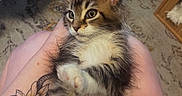 Sebastian is registered to the contest to win money with this photo: kitten, cat, pet, furry, animal, lap, tattoo, sunflower, human_hand, indoor, carpet, furniture, closeup, cute, domestic, relaxed, young, whiskers, ears, fur