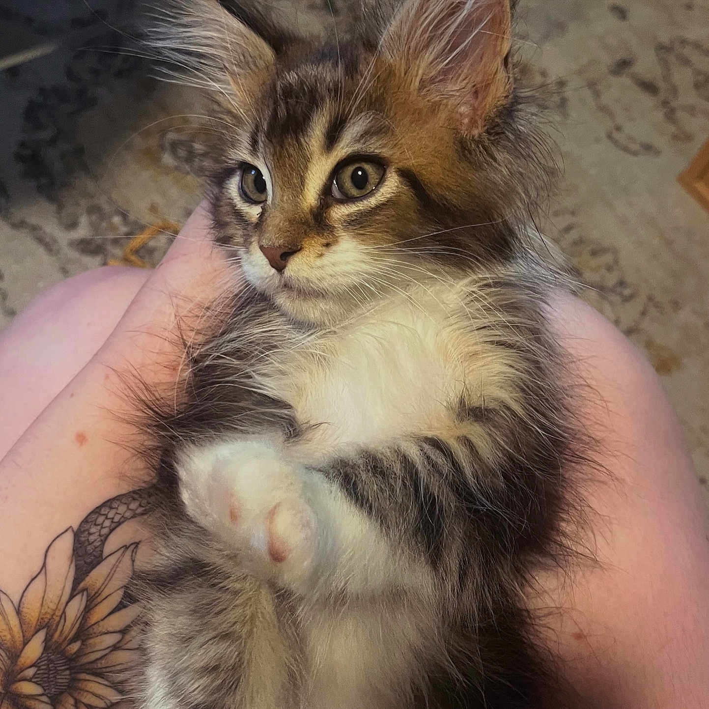 Sebastian is registered to the contest to win money with this photo: kitten, cat, pet, furry, animal, lap, tattoo, sunflower, human_hand, indoor, carpet, furniture, closeup, cute, domestic, relaxed, young, whiskers, ears, fur