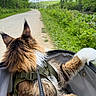 Sebastian is registered to the contest to win money with this photo: cat, fluffy_cat, harness, carrier, outdoor, nature, path, greenery, trees, daylight, pet, animal, fur, walking, travel, adventure, leash, forest, summer, scenic