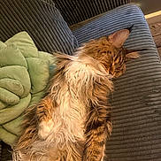 Sebastian is registered to the contest to win money with this photo: cat, sleeping, fluffy, fur, couch, indoor, cozy, relaxed, pet, feline, striped, brown, white, green_cushion, home, resting, comfort, soft, closeup, domestic