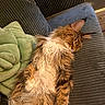 cat, sleeping, fluffy, fur, couch, indoor, cozy, relaxed, pet, feline, striped, brown, white, green_cushion, home, resting, comfort, soft, closeup, domestic