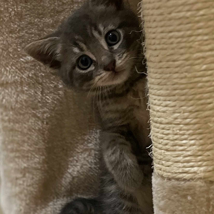 Gribouille participe au concours pour gagner de l'argent avec cette photo : abyssinian, animal, cat, kitten, manx, pet, siamese