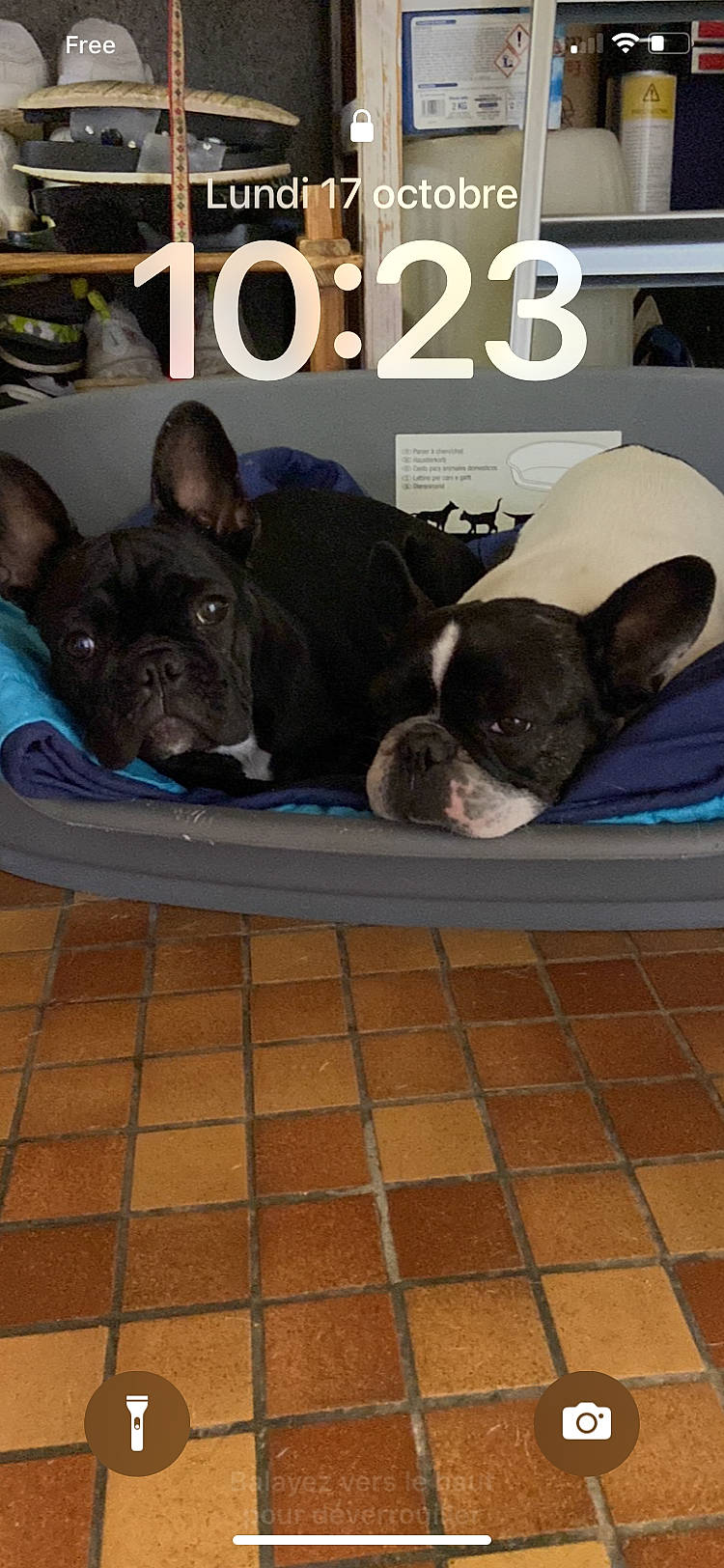 Tessa a rejoint le concours — aidez-le/la à gagner de superbes lots ! bulldog, canidae, carnivore, collar, comfort, companion_dog, dessert, dog, dog_breed, dog_supply, fawn, flooring, french_bulldog, non_sporting_group, puppy, snout, sporting_group, terrestrial_animal, toy_dog, working_animal