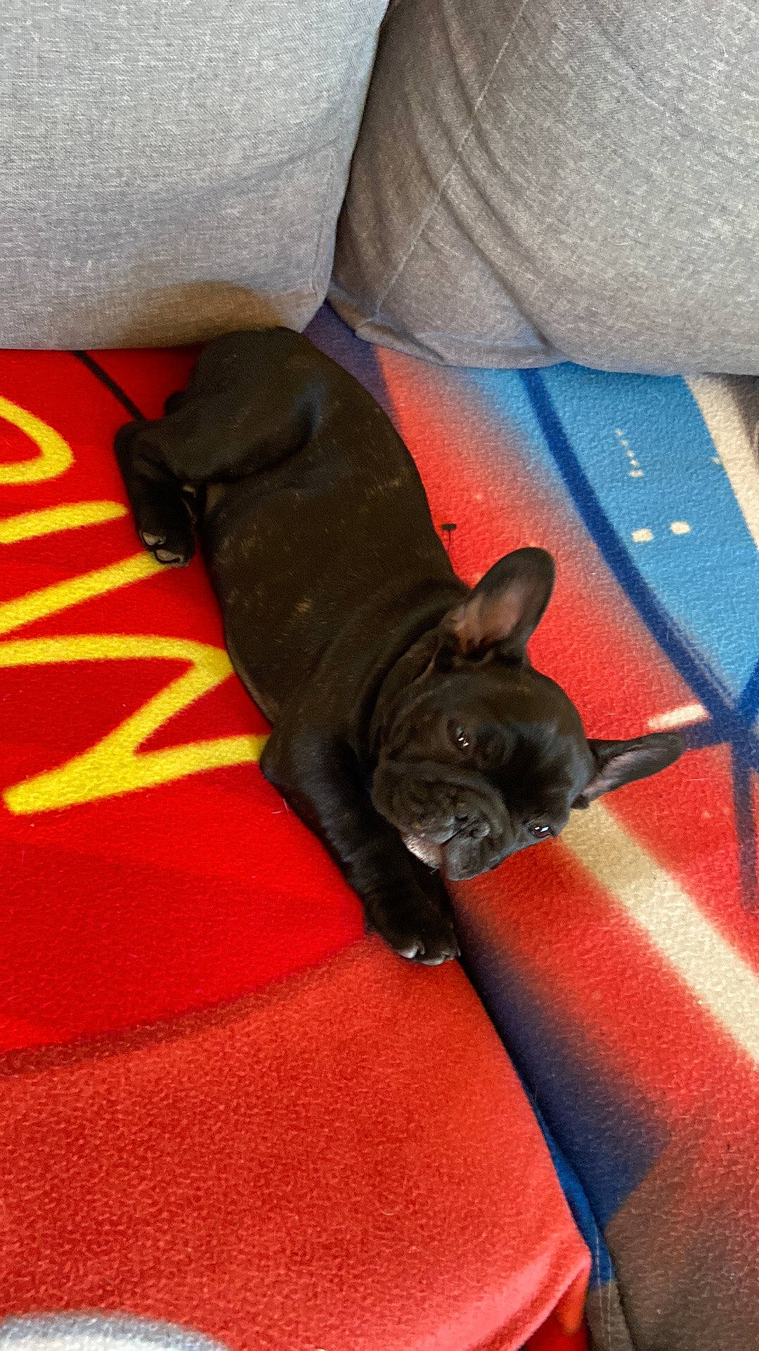 Tessa participe au concours pour gagner de l'argent avec cette photo : black_cat, carnivore, cat, comfort, companion_dog, dog_breed, domestic_short_haired_cat, fawn, felidae, fur, grey, linens, mammal, small_to_medium_sized_cats, snout, tail, tints_and_shades, toy_dog, vertebrate, whiskers