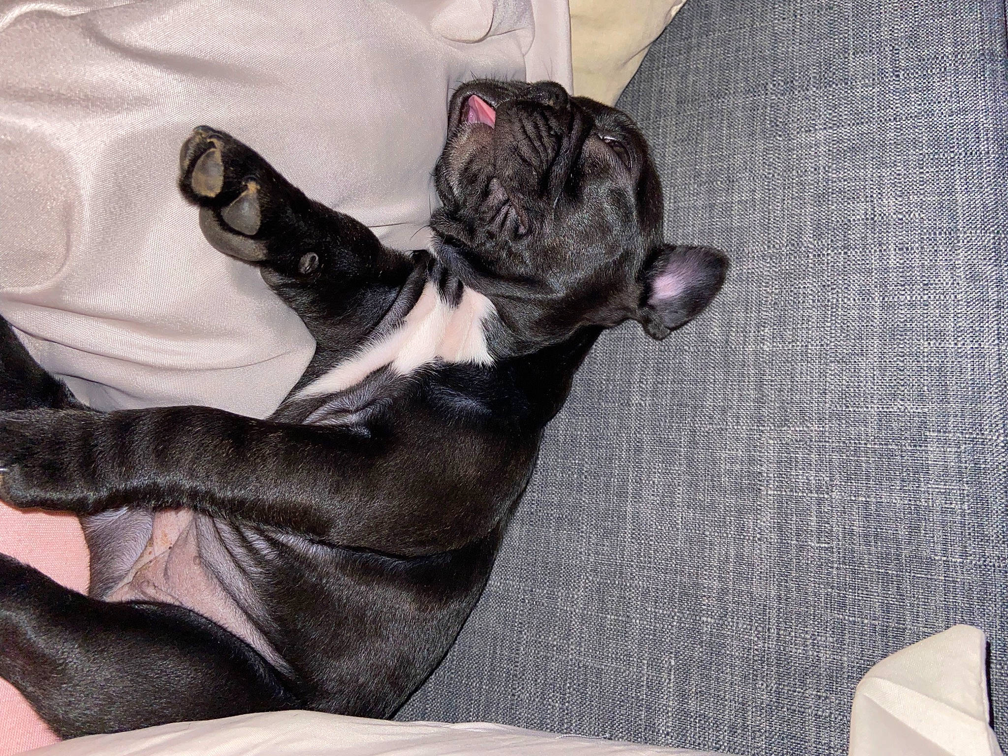 Tessa a rejoint le concours — aidez-le/la à gagner de superbes lots ! black_cat, carnivore, cat, claw, comfort, companion_dog, dog_breed, domestic_short_haired_cat, fawn, felidae, foot, fur, grey, human_leg, linens, paw, small_to_medium_sized_cats, snout, tail, whiskers