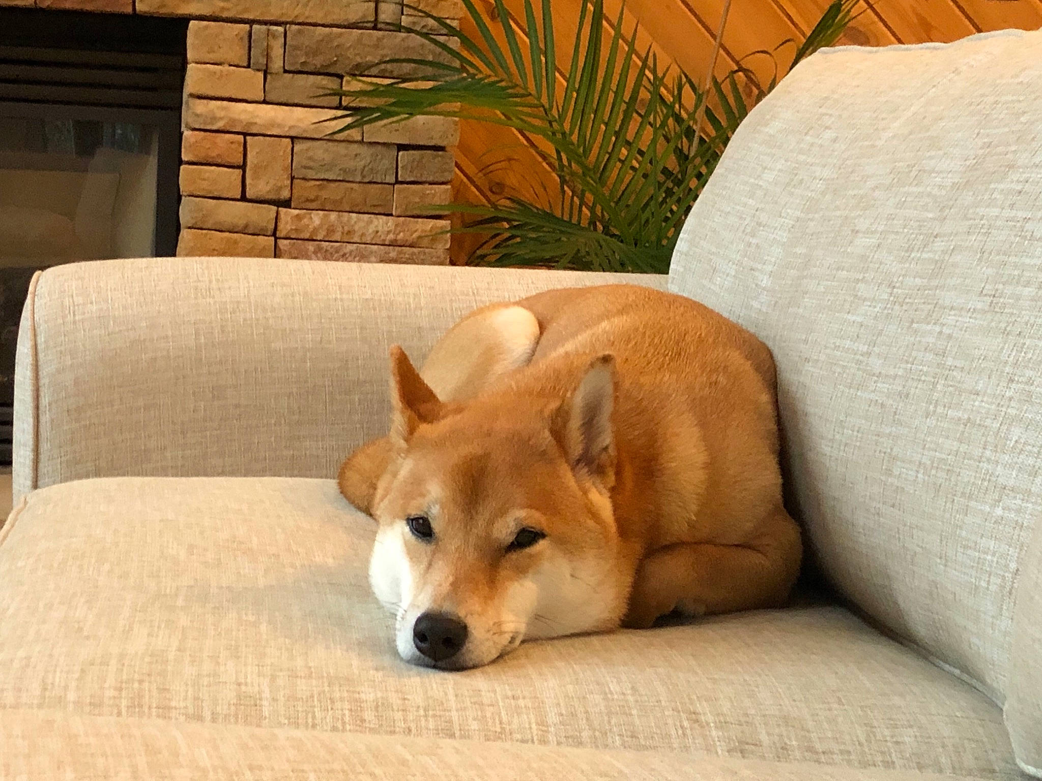 Cooper joined the competition — help win amazing prizes! canidae, carnivore, comfort, companion_dog, couch, dingo, dog, dog_breed, dog_supply, fawn, linens, liver, pembroke_welsh_corgi, slipcover, snout, sporting_group, tan, welsh_corgi, working_animal, working_dog