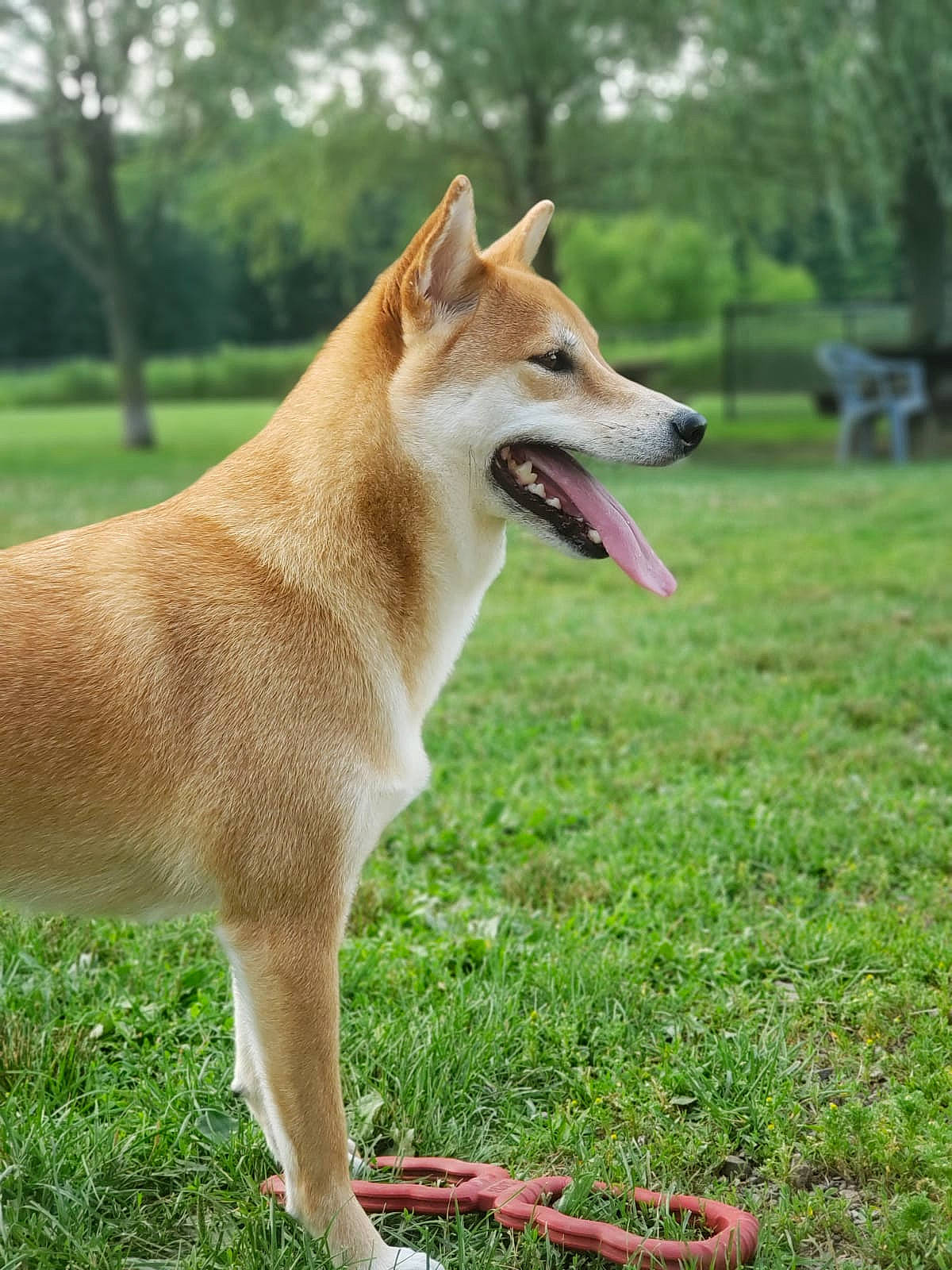 Cooper joined the competition — help win amazing prizes! canidae, carnivore, collar, companion_dog, dog, dog_breed, dog_supply, foot, grass, hokkaido, lawn, sporting_group, tongue, yard