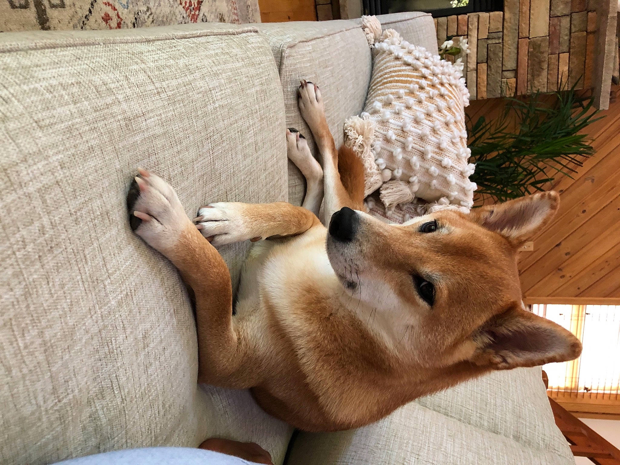 Cooper is registered to the contest to win money with this photo: beige, canidae, carnivore, comfort, dingo, dog, dog_breed, fawn, hardwood, linens, snout, sporting_group, wood_stain, working_animal, working_dog