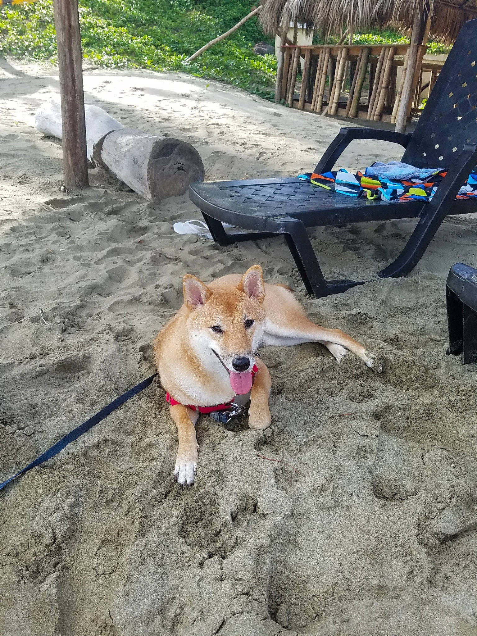 Cooper joined the competition — help win amazing prizes! akita_inu, canidae, carnivore, collar, companion_dog, dingo, dog, dog_breed, dog_supply, fawn, finnish_spitz, hokkaido, korean_jindo_dog, leash, outdoor_furniture, outdoor_table, pet_supply, shiba_inu, snout, sporting_group