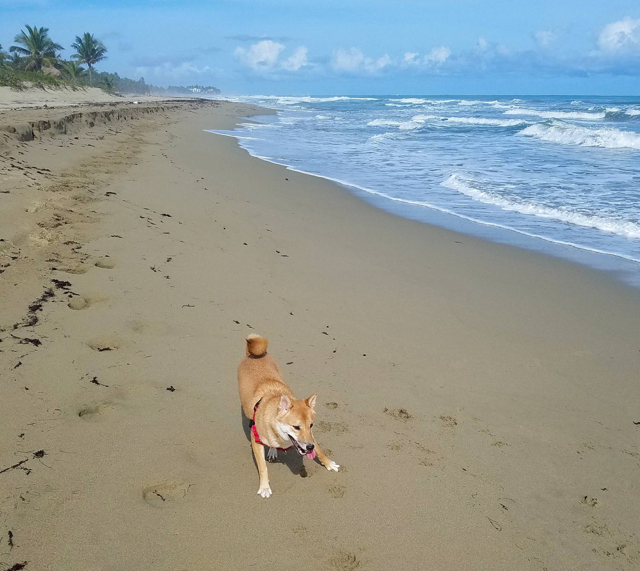 Cooper joined the competition — help win amazing prizes! bay, beach, body_of_water, canidae, carnivore, coast, coastal_and_oceanic_landforms, companion_dog, dog, dog_breed, fawn, mammal, ocean, sand, shore, sporting_group, tail, tropics, wind, wind_wave