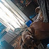 Titus is registered to the contest to win money with this photo: blanket, casual, chair, cord, couch, curtains, dog, electronics, floor, furniture, human_hand, indoor, living_room, natural_light, pet, relaxing, shoe, table, window, wood_floor