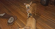 Titus is registered to the contest to win money with this photo: animal, blanket, brown_dog, companion, couch, cozy_room, dog, domestic_animal, flash_reflection, floor, furniture, indoor, living_room, pets, slippers, small_dog, space_heater, two_dogs, warm_lighting, wooden_floor