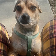 Titus is registered to the contest to win money with this photo: animal, casual_clothing, close_up, concrete, daylight, dog, ears, fur, harness, legs, looking, outdoor, person, pet, plaid_pants, purple_pants, small_dog, snout, whiskers, yellow_pants