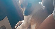 Sapphire is registered to the contest to win money with this photo: animal, arm, brown, companion, couch, cozy, dog, fur, home, indoor, light, looking_back, person, pet, relaxed, seated, small_dog, sunlight, white, window
