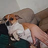Sapphire is registered to the contest to win money with this photo: animal, casual, comfort, companion, couch, cozy, cute, dog, domestic, fur, hand, indoor, living_room, person, pet, relaxed, resting, small_dog, spot, white_and_brown