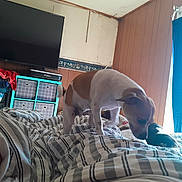 Sapphire joined the competition — help win amazing prizes! dog, small_dog, large_dog, bed, blanket, striped_blanket, television, tv, curtain, blue_curtain, storage_cubes, drawer, wood_paneling, ceiling, indoor, room_interior, pet, bedding, home, cozy