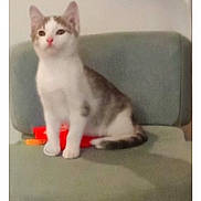 Azur a rejoint le concours — aidez-le/la à gagner de superbes lots ! animal, blurred, cat, chair, curious, cute, domestic, ears, feline, fur, green_chair, indoor, kitten, pet, red_object, sitting, soft_focus, tail, whiskers, young