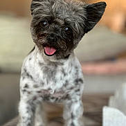 Penny is registered to the contest to win money with this photo: dog, pet, cute, happy, tongue_out, indoor, blurred_background, speckled_fur, small_dog, fluffy, head_tilt, animal, friendly, companion, domestic_animal, canine, fur_pattern, portrait, standing, cozy