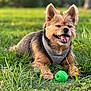 Peanut is registered to the contest to win money with this photo: dog, grass, tennis_ball, outdoor, pet, happy, tongue_out, fur, canine, playful, animal, nature, greenery, daylight, closeup, muzzle, ears, paw, smiling, leisure