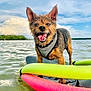 dog, water, pool_noodles, wet_dog, outdoor, summer, happy, tongue_out, floating_platform, sky, clouds, lake, nature, playful, pet, animal, canine, daylight, smiling, water_sports