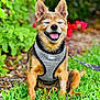 Peanut is registered to the contest to win money with this photo: dog, happy, sitting, grass, harness, outdoor, pet, canine, smiling, nature, greenery, garden, leash, fur, ears, tongue, daylight, closeup, animal, cute