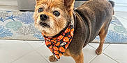 Peanut is registered to the contest to win money with this photo: dog, small_dog, bandana, halloween, pumpkin, ghost, kitchen, tiled_floor, oven, mat, pet, brown_fur, alert, standing, indoor, home, curious, decor, clean, animal