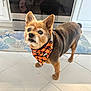 dog, small_dog, bandana, halloween, pumpkin, ghost, kitchen, tiled_floor, oven, mat, pet, brown_fur, alert, standing, indoor, home, curious, decor, clean, animal