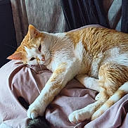 Karma is registered to the contest to win money with this photo: cat, orange_cat, white_cat, pet, indoor, blanket, curtains, paw, tail, resting, cozy, feline, sleepy, fur, animal, cute, soft, relaxed, domestic_cat, bed