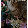 cat, tabby, flower, pink_flower, white_flower, green_leaf, wood_floor, pet, animal, indoor, closeup, curious, feline, nature, plant, relaxing, sitting, cute, domestic_cat, portrait