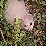 cat, white_cat, animal, pet, fur, eyes, greenery, plants, leaves, pinecone, nature, closeup, wildlife, cute, curious, whiskers, outdoor, flora, feline, nestled