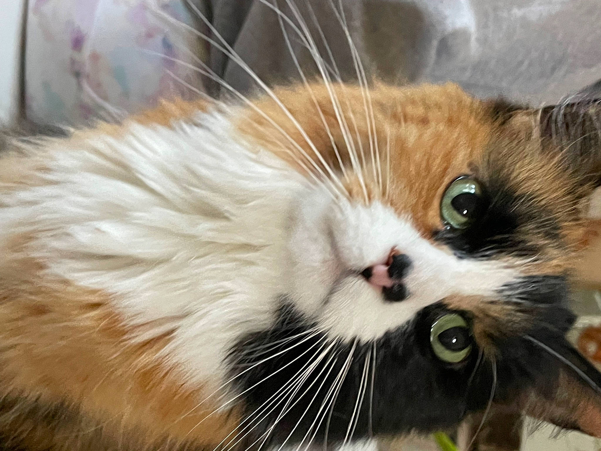 Chica is registered to the contest to win money with this photo: carnivore, cat, claw, domestic_short_haired_cat, event, felidae, fur, grass, paw, plant, small_to_medium_sized_cats, snout, tail, terrestrial_animal, whiskers