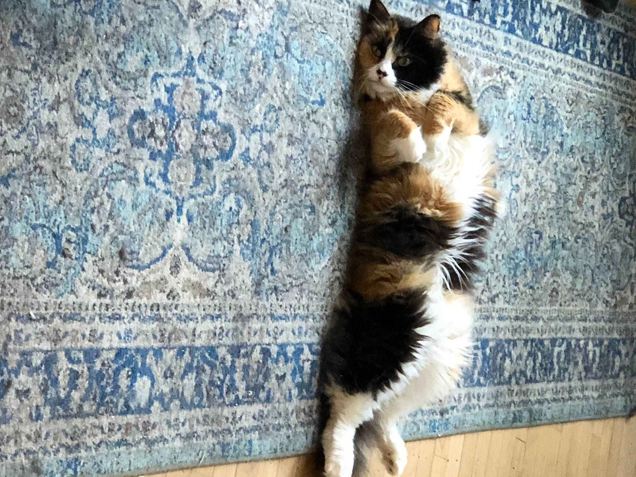 Chica is registered to the contest to win money with this photo: blue, carnivore, cat, claw, dog_breed, domestic_short_haired_cat, felidae, flooring, foot, fur, paw, rectangle, sitting, small_to_medium_sized_cats, snout, tail, terrestrial_animal, tree, whiskers, wood