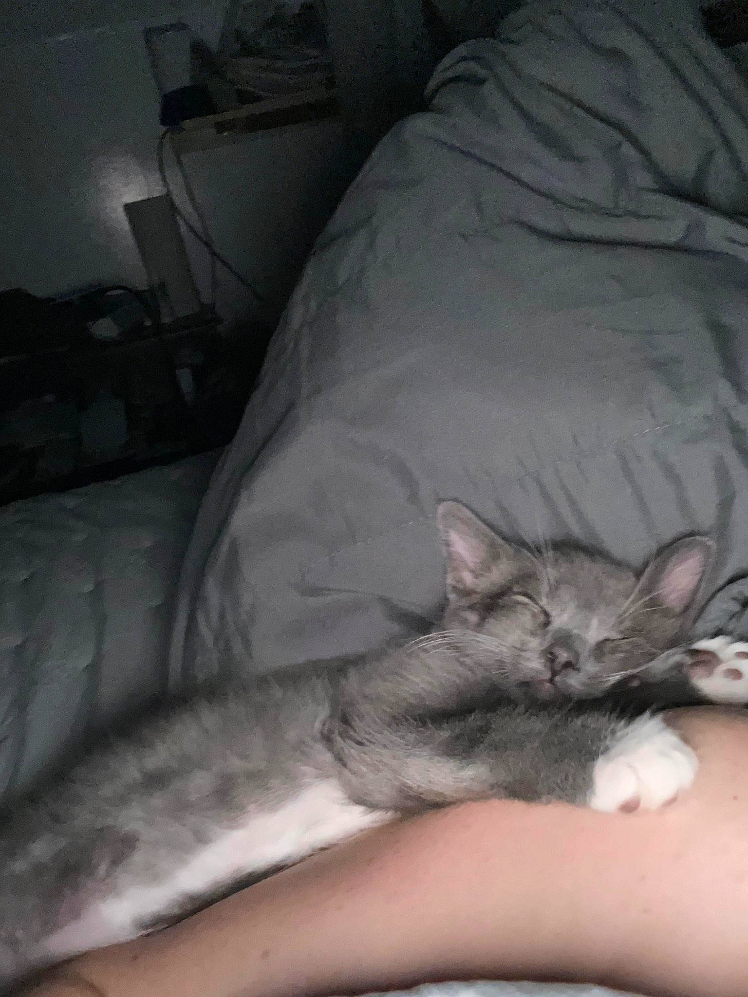 Sparkles joined the competition — help win amazing prizes! bed, bedding, carnivore, cat, claw, comfort, domestic_short_haired_cat, felidae, fur, gesture, grey, human_leg, linens, nail, paw, room, small_to_medium_sized_cats, tail, thigh, whiskers