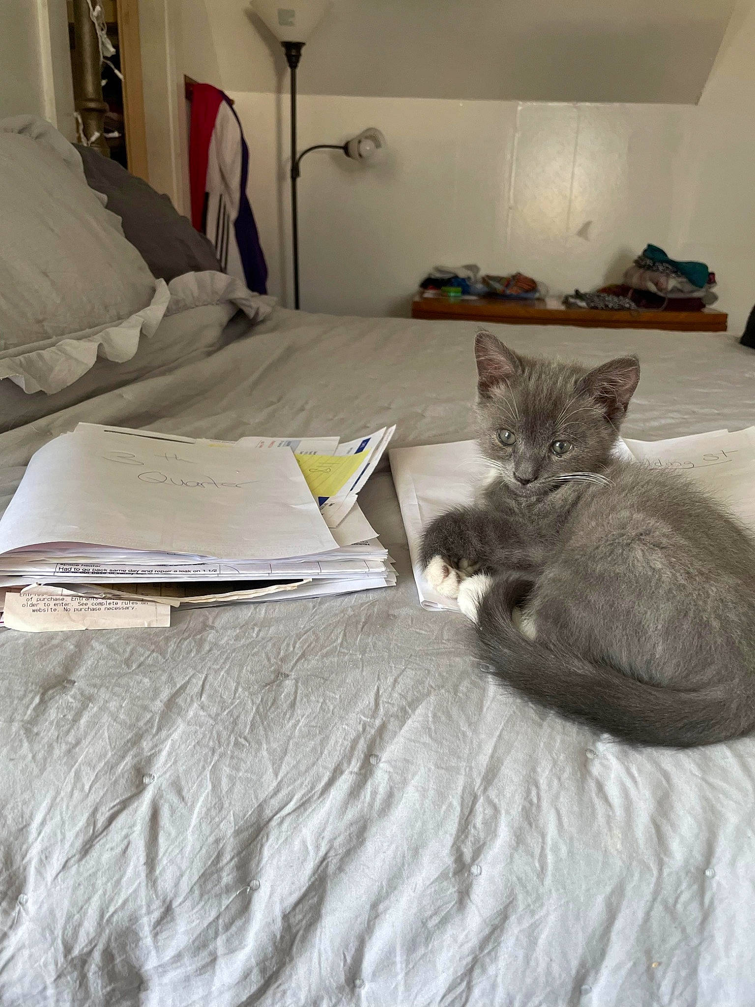 Sparkles is registered to the contest to win money with this photo: bed, bed_sheet, bedding, bedroom, carnivore, cat, comfort, domestic_short_haired_cat, felidae, floor, flooring, fur, grey, hardwood, lamp, linens, room, small_to_medium_sized_cats, whiskers, wood