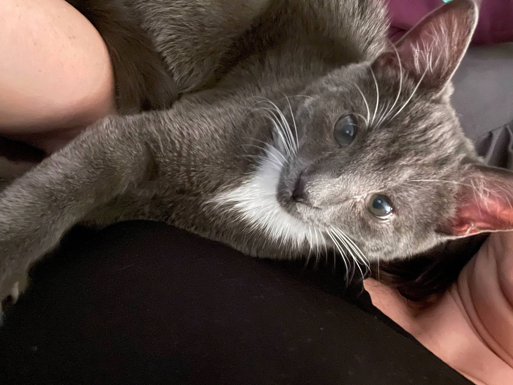 Sparkles is registered to the contest to win money with this photo: carnivore, cat, claw, comfort, domestic_short_haired_cat, ear, felidae, finger, foot, fur, gesture, nail, nap, paw, small_to_medium_sized_cats, snout, toe, whiskers