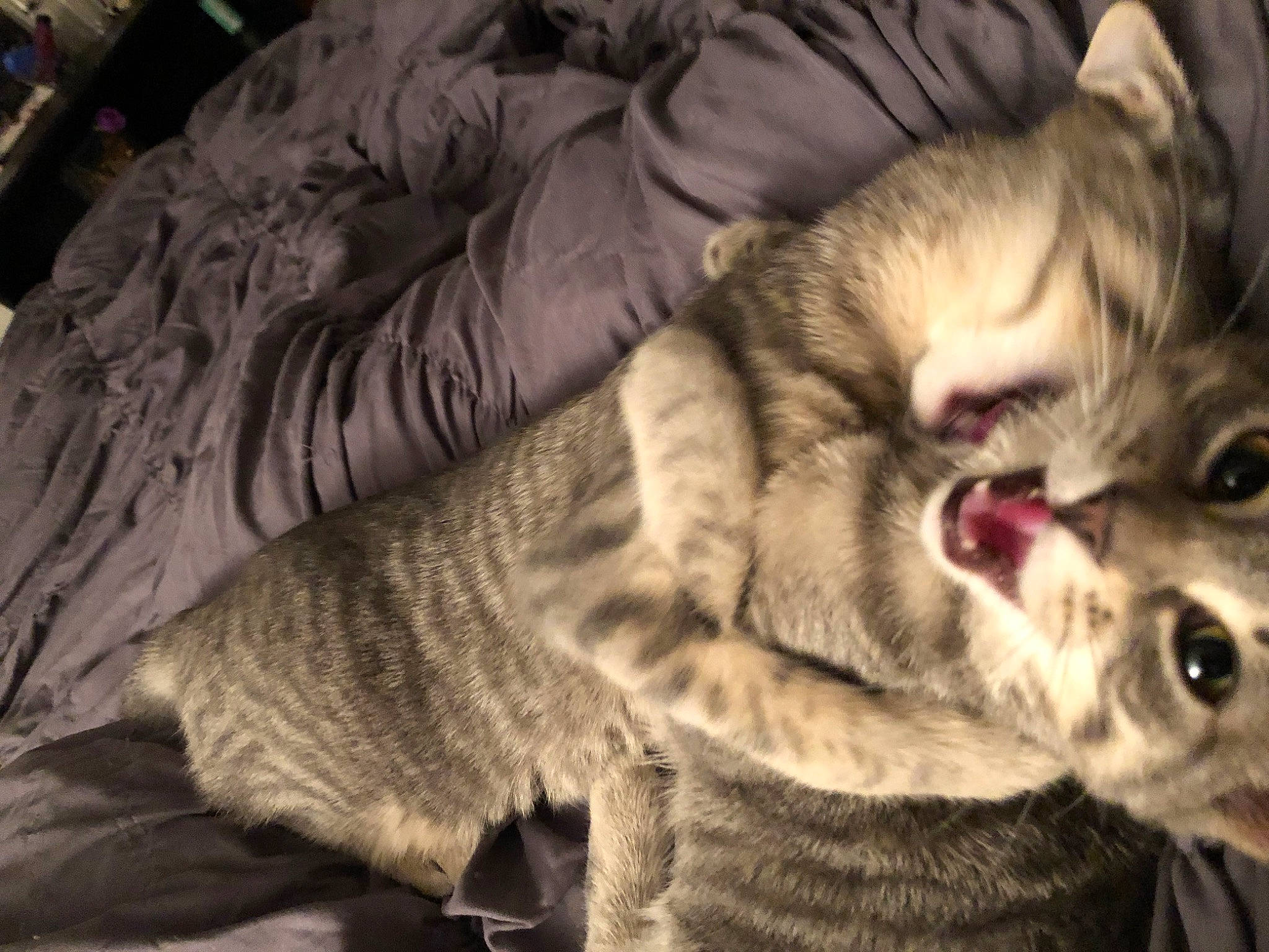 Mew Mew And Ella is registered to the contest to win money with this photo: carnivore, cat, claw, comfort, darkness, domestic_short_haired_cat, felidae, fur, nap, paw, sleep, small_to_medium_sized_cats, snout, tail, terrestrial_animal, whiskers