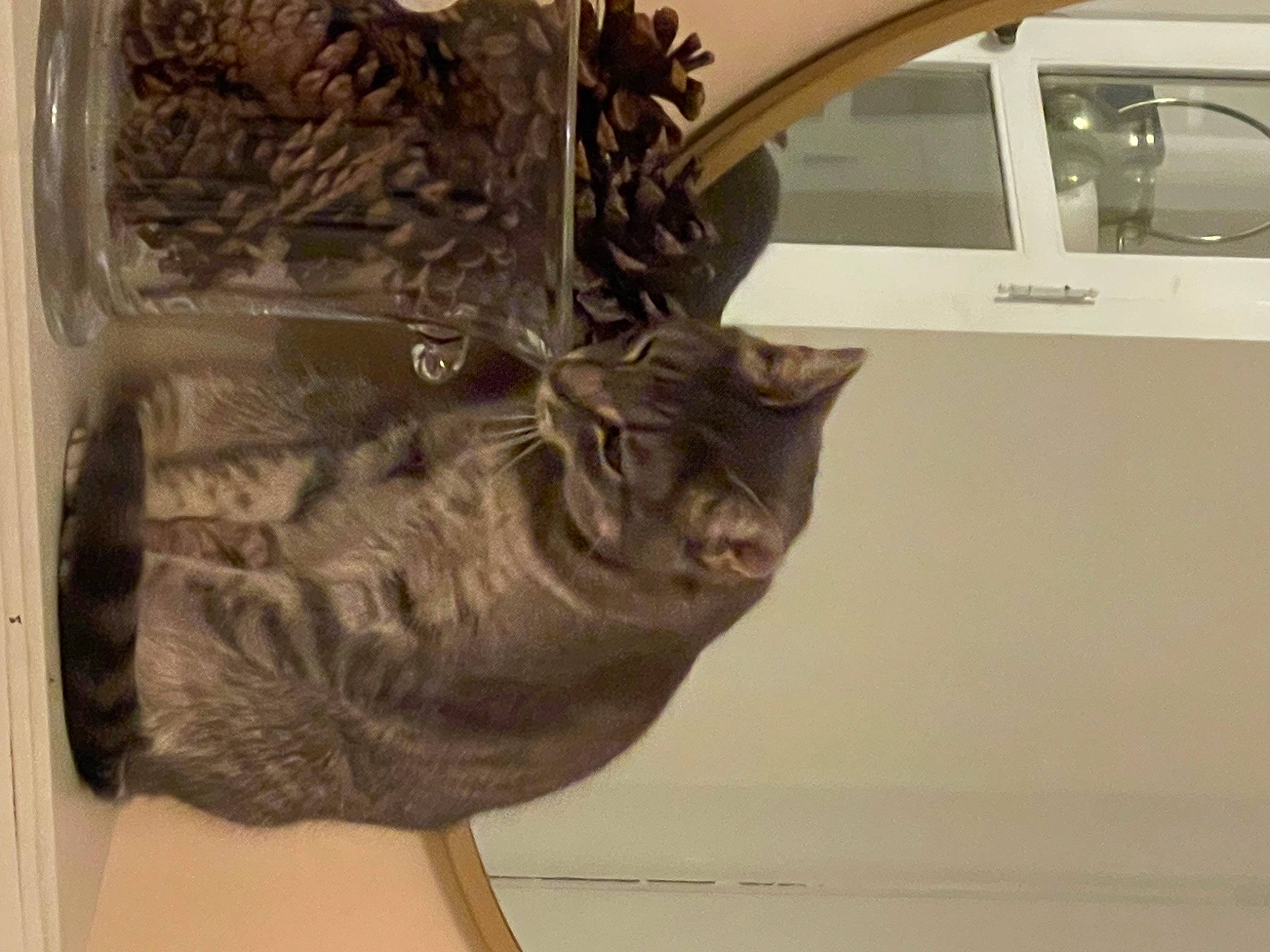 Mew Mew And Ella joined the competition — help win amazing prizes! ancient_history, art, artifact, bronze, carving, door, door_handle, felidae, history, jaw, mammal, metal, relief, sculpture, small_to_medium_sized_cats, statue, tourist_attraction, vertebrate, visual_arts, wood