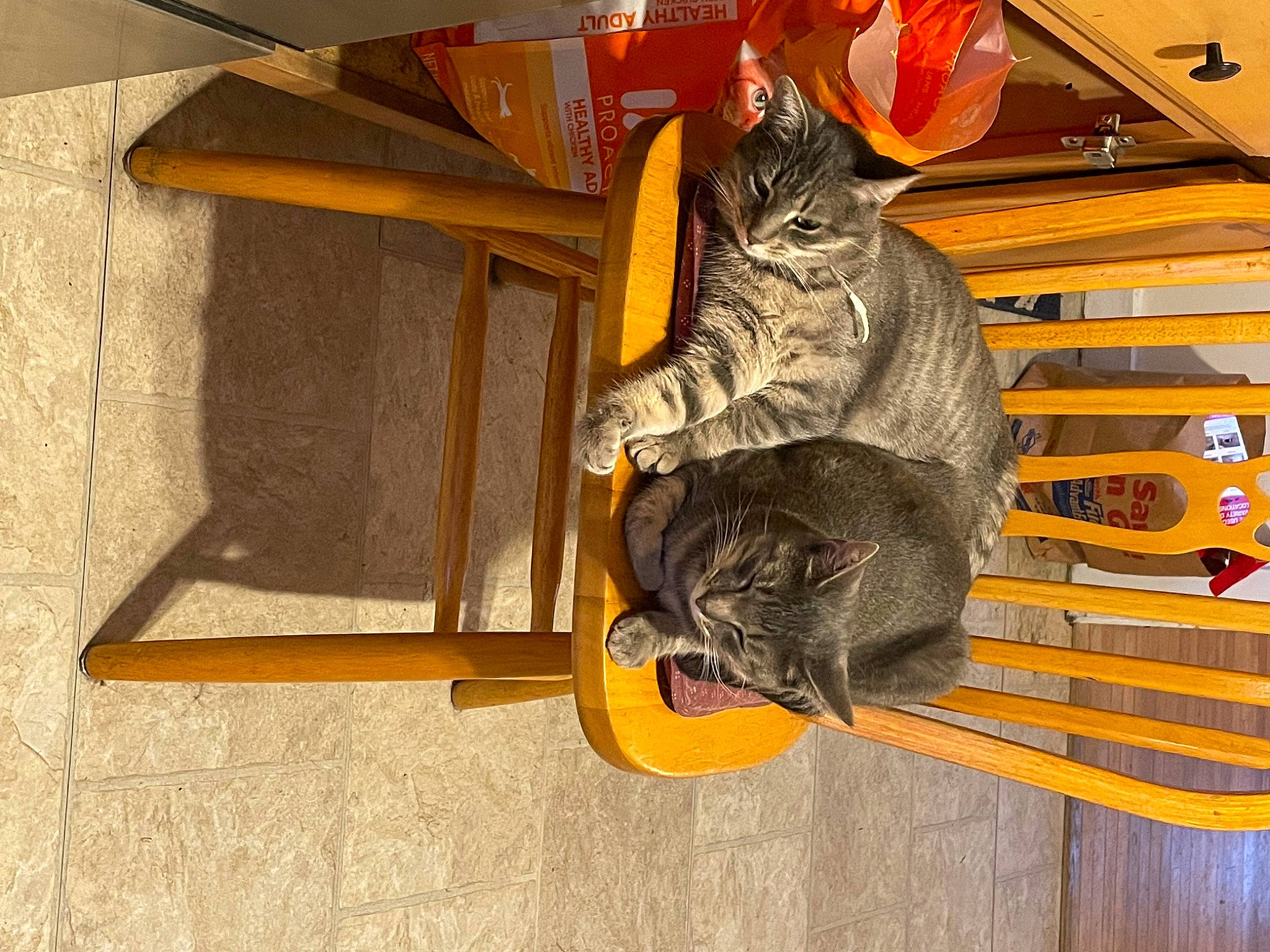 Mew Mew And Ella joined the competition — help win amazing prizes! carnivore, cat, domestic_short_haired_cat, felidae, flooring, fur, hardwood, orange, room, shelf, small_to_medium_sized_cats, table, tail, whiskers, wood