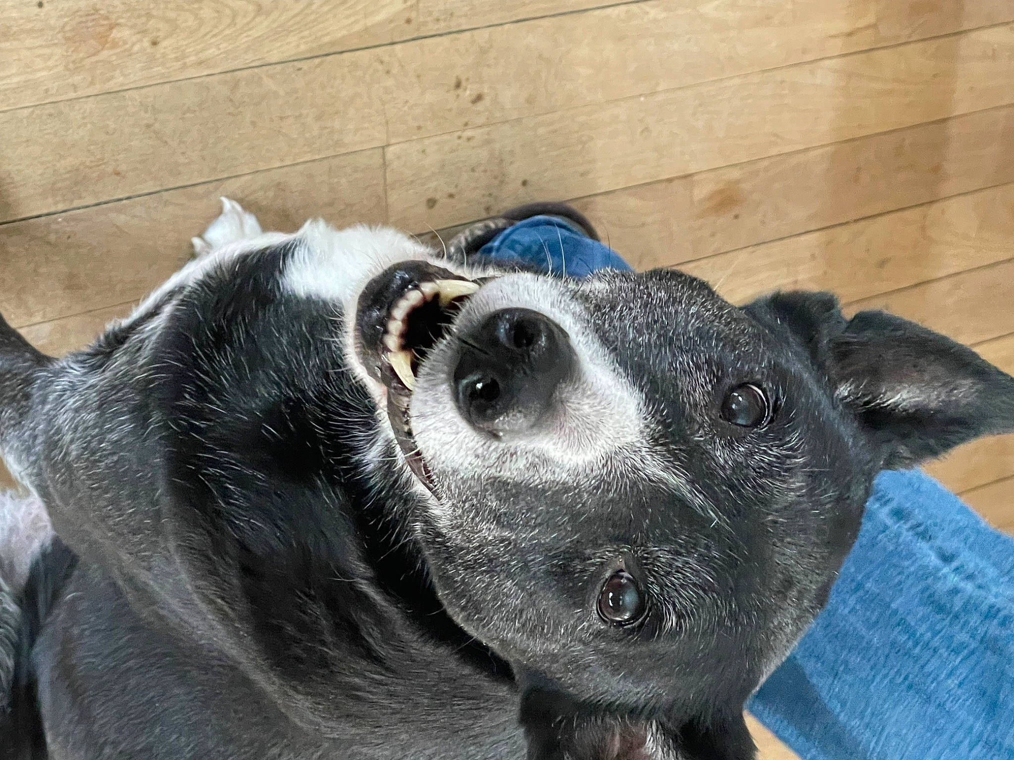 Daisy joined the competition — help win amazing prizes! australian_cattle_dog, canidae, carnivore, collar, companion_dog, dog, dog_breed, dog_supply, ear, eye, fawn, fur, pet_supply, snout, sporting_group, terrestrial_animal, waste_container, whiskers, working_animal, working_dog