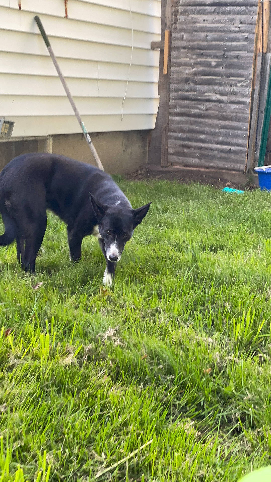 Daisy joined the competition — help win amazing prizes! black_cat, canidae, carnivore, companion_dog, dog_breed, door, felidae, fur, grass, groundcover, lawn, non_sporting_group, plant, small_to_medium_sized_cats, snout, sporting_group, tail, terrestrial_animal, whiskers, yard