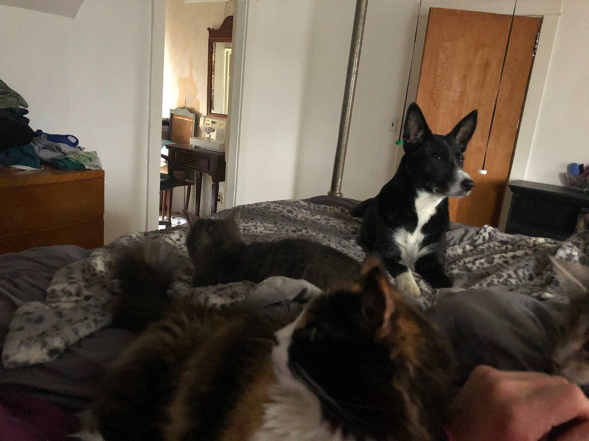 Daisy is registered to the contest to win money with this photo: bedroom, carnivore, comfort, companion_dog, dog, dog_breed, door, felidae, floor, fur, hardwood, home, linens, living_room, room, small_to_medium_sized_cats, sporting_group, tail, whiskers, wood