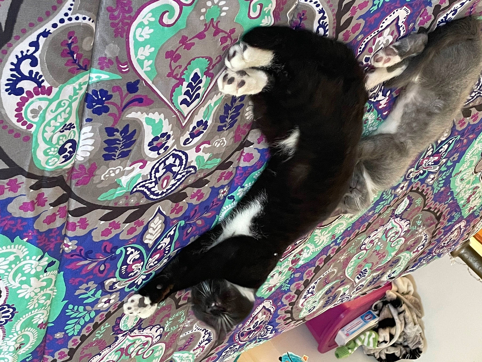 Pepper joined the competition — help win amazing prizes! art, bag, black_cat, cat, felidae, fur, illustration, linens, magenta, motif, painting, pattern, purple, sleeve, small_to_medium_sized_cats, tail, textile, violet, visual_arts, whiskers