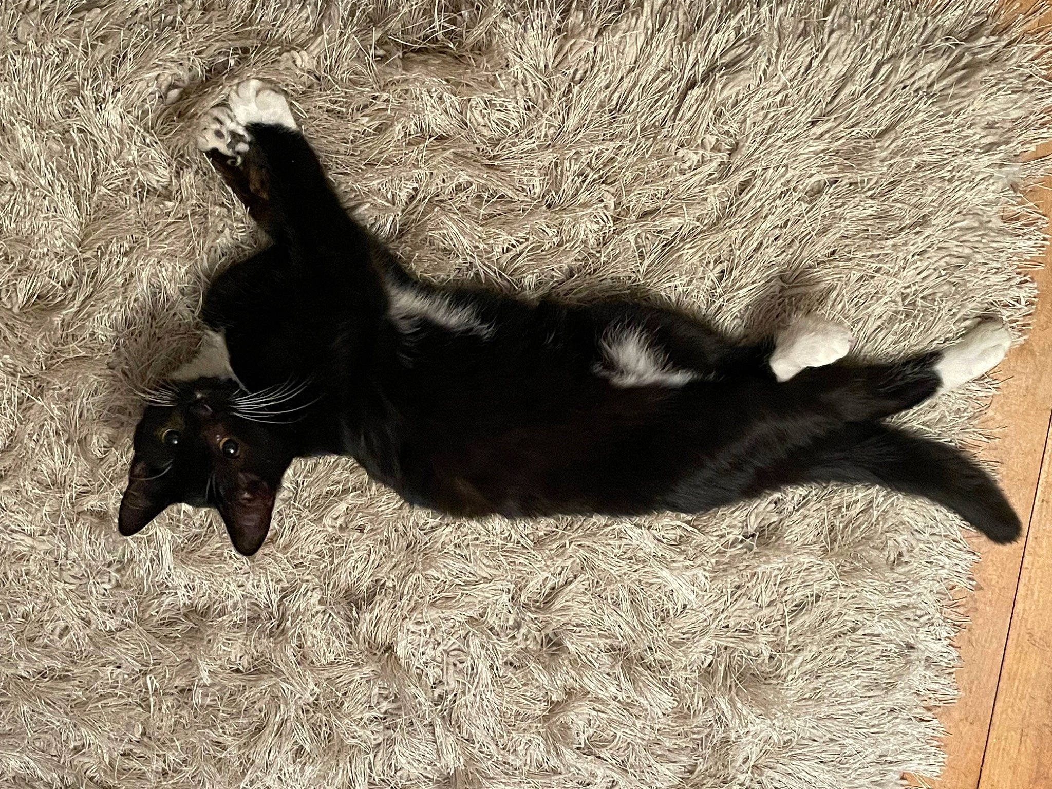 Pepper is registered to the contest to win money with this photo: black_cat, canidae, carnivore, dog_breed, fawn, felidae, fur, goat, grass, paw, shadow, small_to_medium_sized_cats, snout, soil, sporting_group, tail, terrestrial_animal, tints_and_shades, wood, working_animal