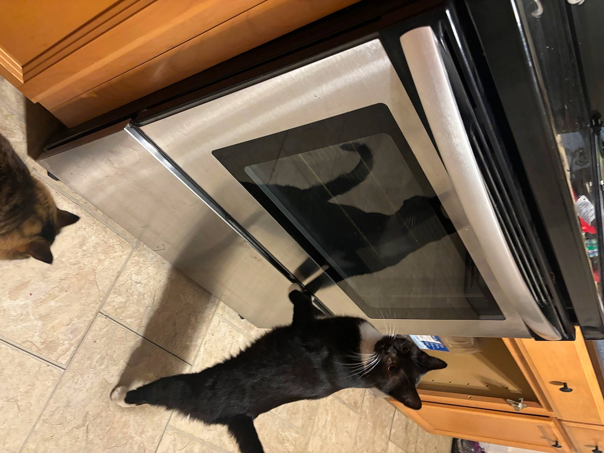 Pepper is registered to the contest to win money with this photo: automotive_design, automotive_exterior, bat, carnivore, ceiling, felidae, floor, flooring, hardwood, luxury_vehicle, metal, motor_vehicle, personal_luxury_car, room, shade, shadow, tail, tints_and_shades, vehicle_door, wood