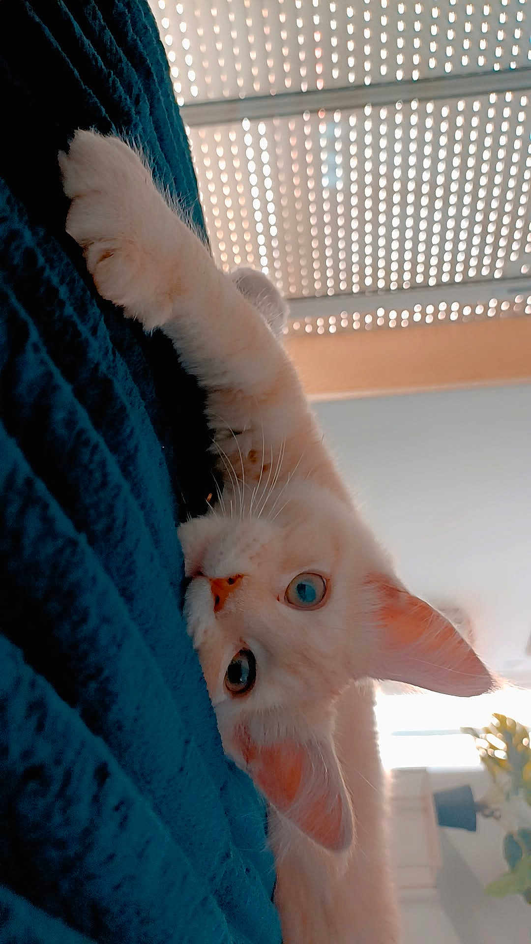 Abby