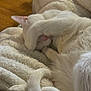white_cat, sleeping, blanket, cozy, paw, tail, fur, indoor, nap, curled_up, pink_nose, covering_face, soft_texture, close_up, pet, domestic_animal, whiskers, relaxation, fuzzy, couch